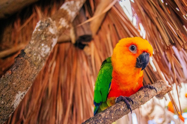 Comment élever des oiseaux exotiques : Habitat, nourriture et soins
